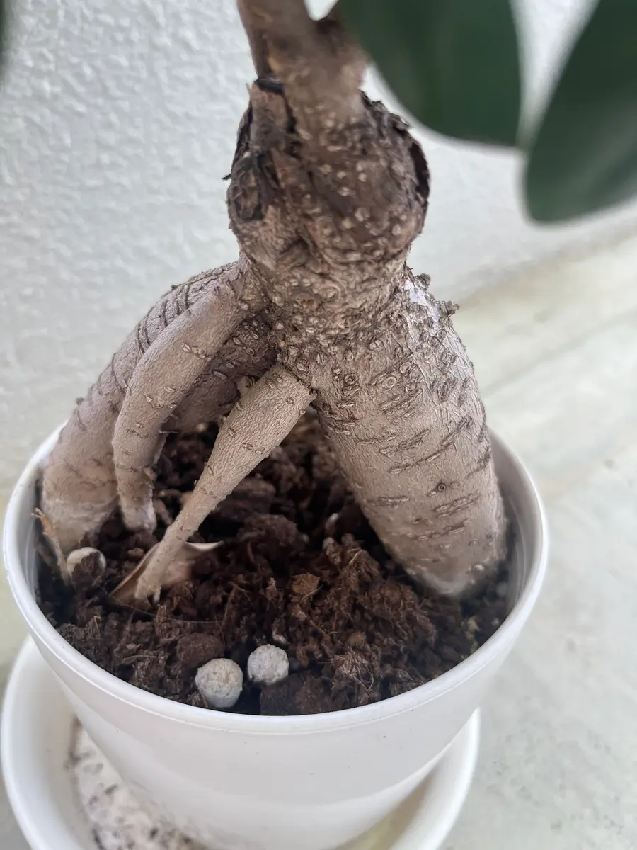 はじめましてガジュマルを育てています園芸初心者です根っこ｜園芸