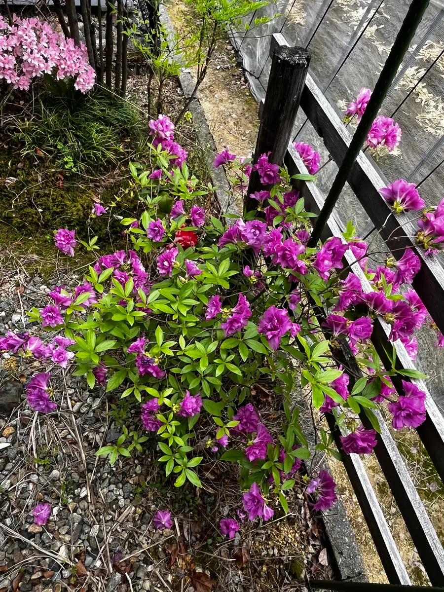 10年位前に植木市で買ってきて植えたのですが、これはなんとい 