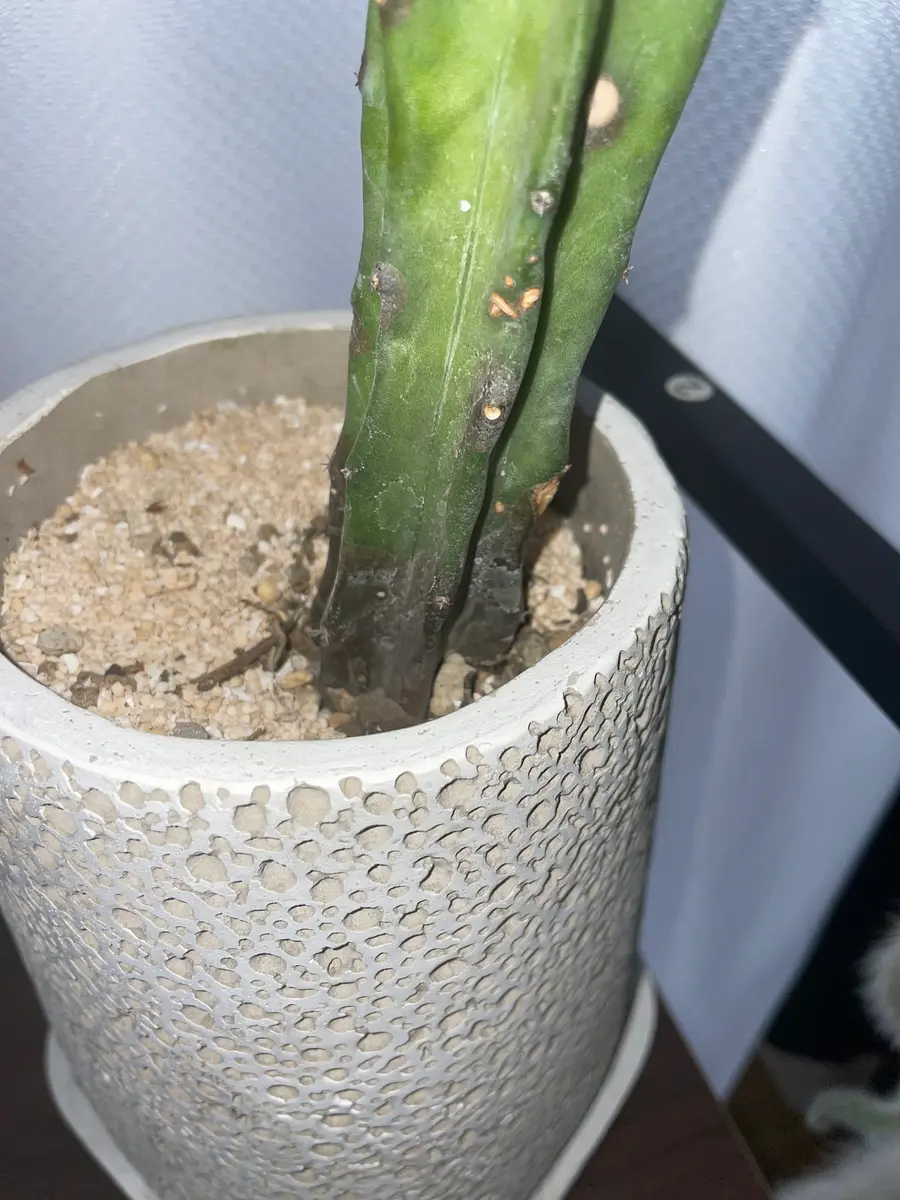 柱サボテンについて質問です。先日お店で購入した柱サボテン(｜園芸