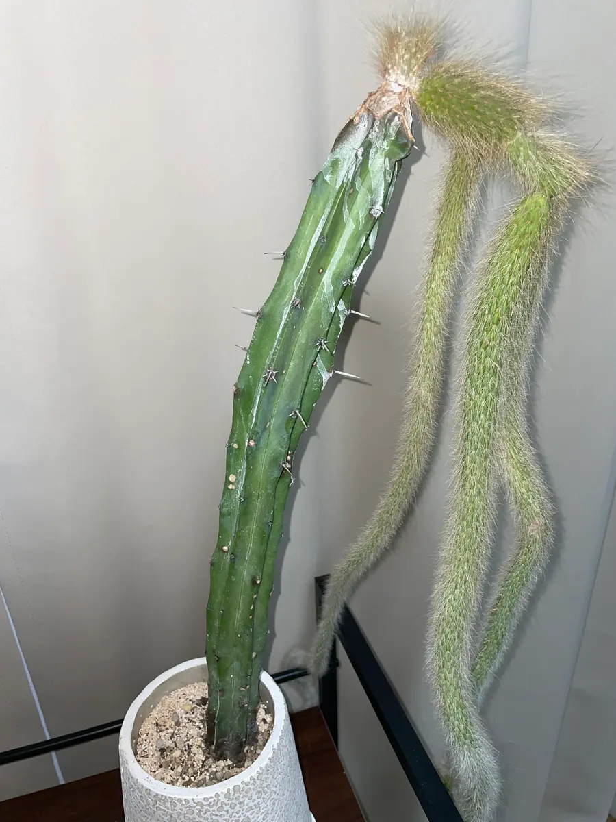 大型柱サボテン斑入り、接ぎ木株です。
