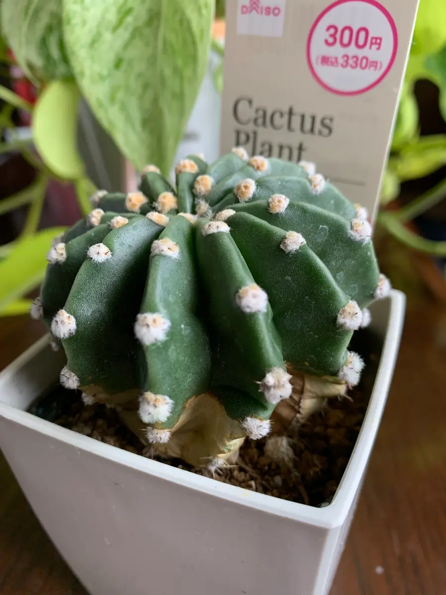 100円ショップで購入した「短毛丸」の札がついたサボテンです