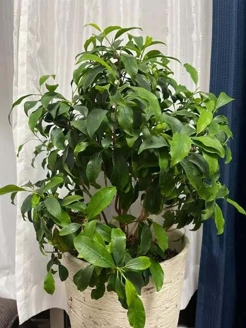 初めまして。がじゅまるを10年ほど育てております。室内の窓の