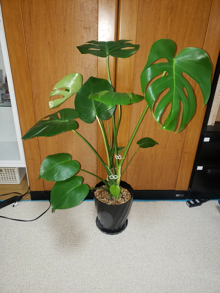 モンステラですが、新葉が増えて写真のように横に広がりを見せ