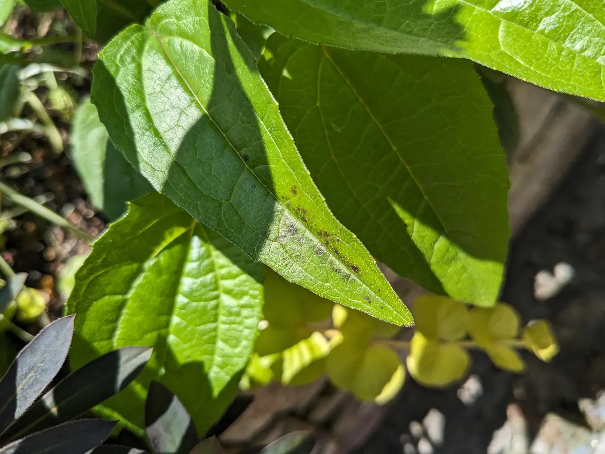 エキナセアの葉っぱに茶色🟤の斑点が😱葉の裏は無傷😅なのです