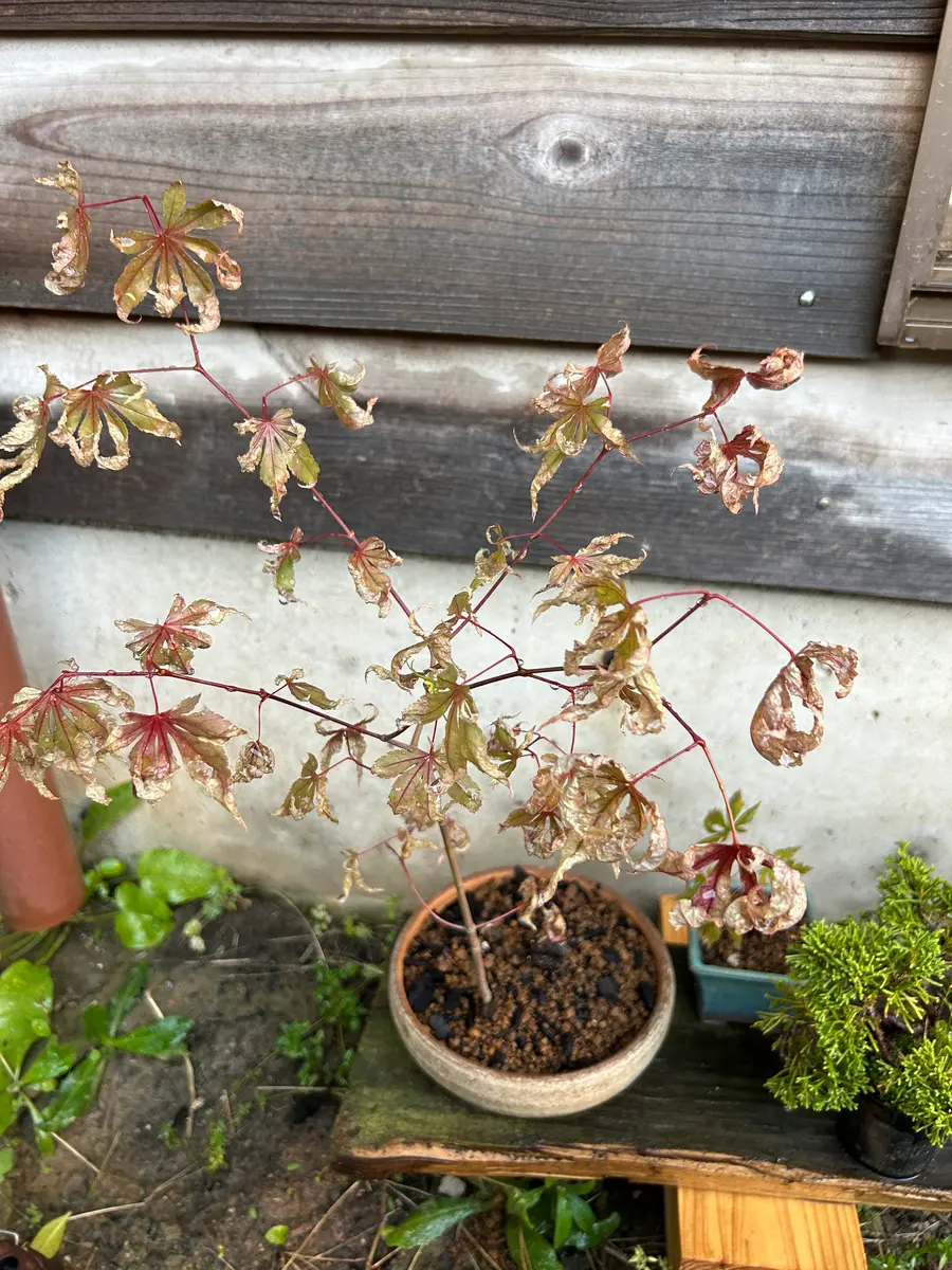 知り合いの庭からいただいたもみじを鉢に赤玉土で植えた後、腐