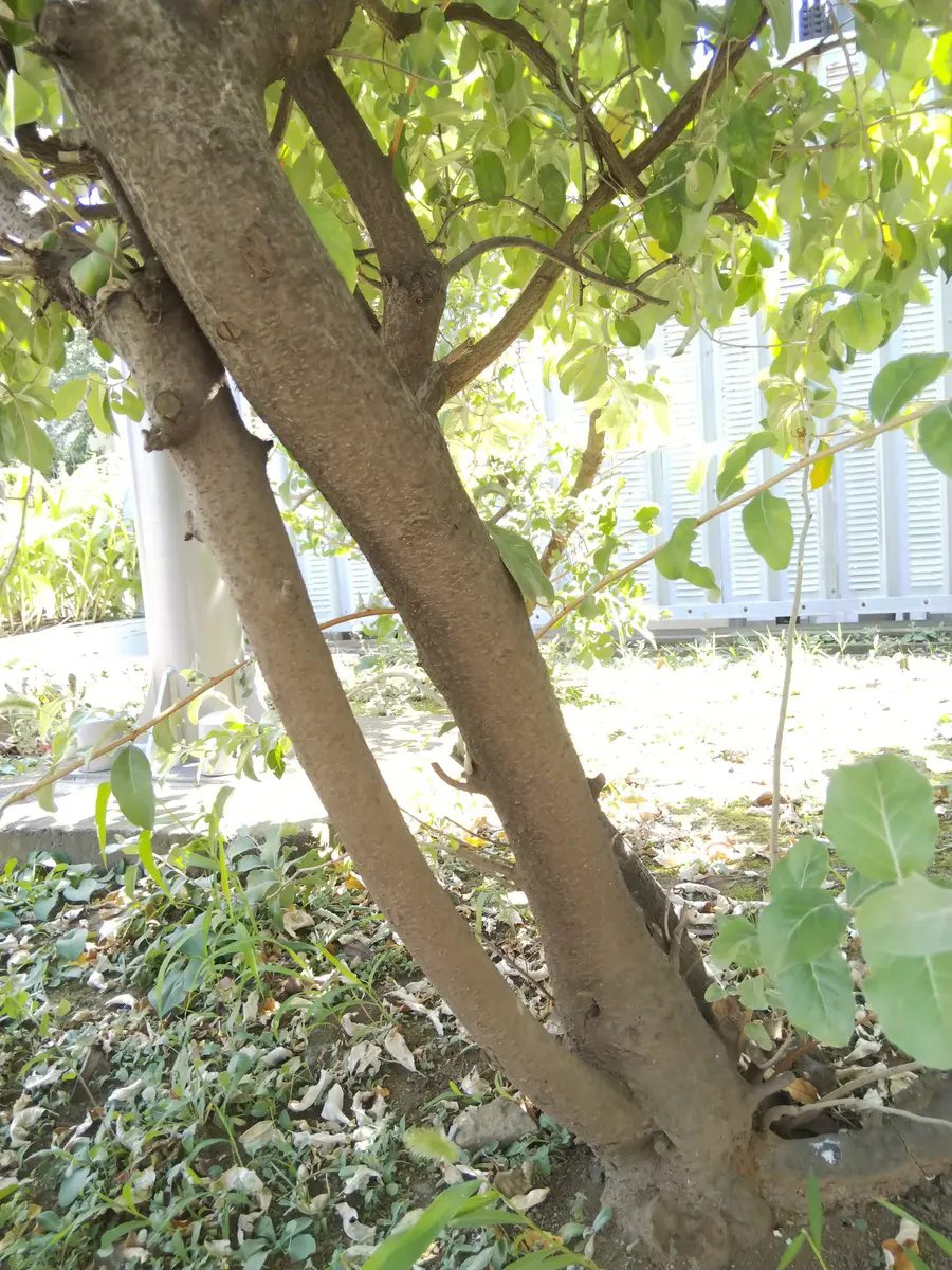 沢山の回答有り難う御座いました。どうしてもこの植物の名前が