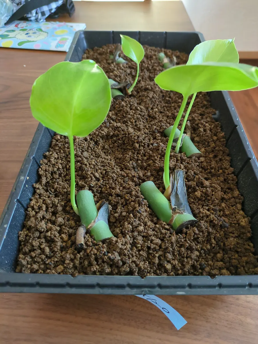 茎伏せモンステラの鉢上げに関して。4月20日に赤玉土に茎伏