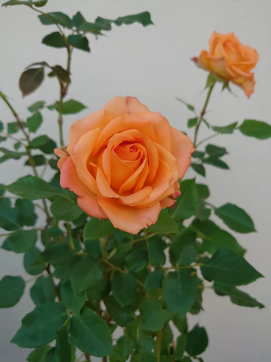 3年前、いただいた花束のバラを挿し木しました。現在65cm位の樹