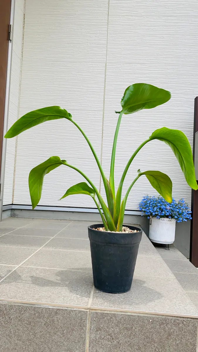 ストレチア オーガスタ 2本植え 鉢皿 大特価！2鉢価格