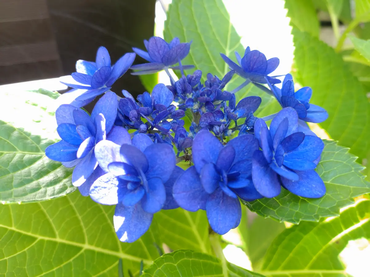 挿し木した紫陽花が咲きました。家族皆気に入っていますが、名