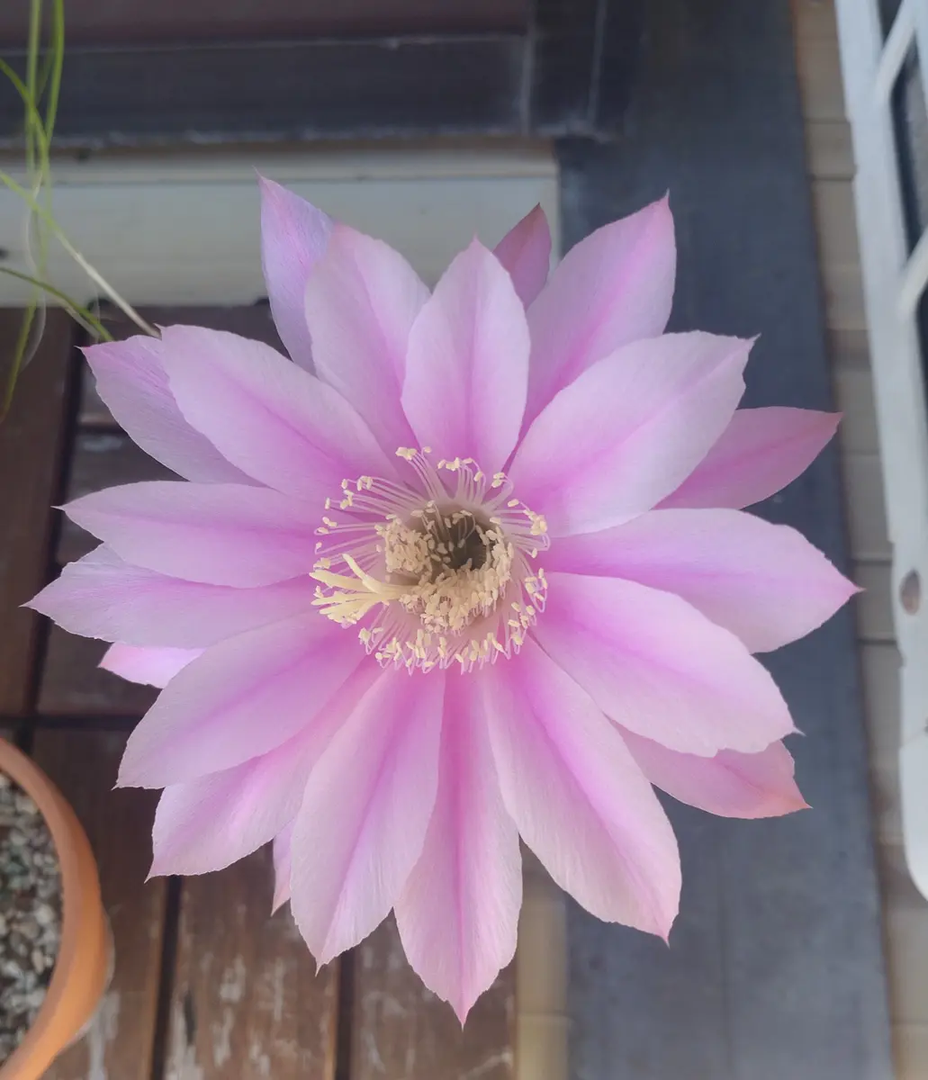 サボテンエキノプシスの花が咲きました。この後、ぐーんと伸び