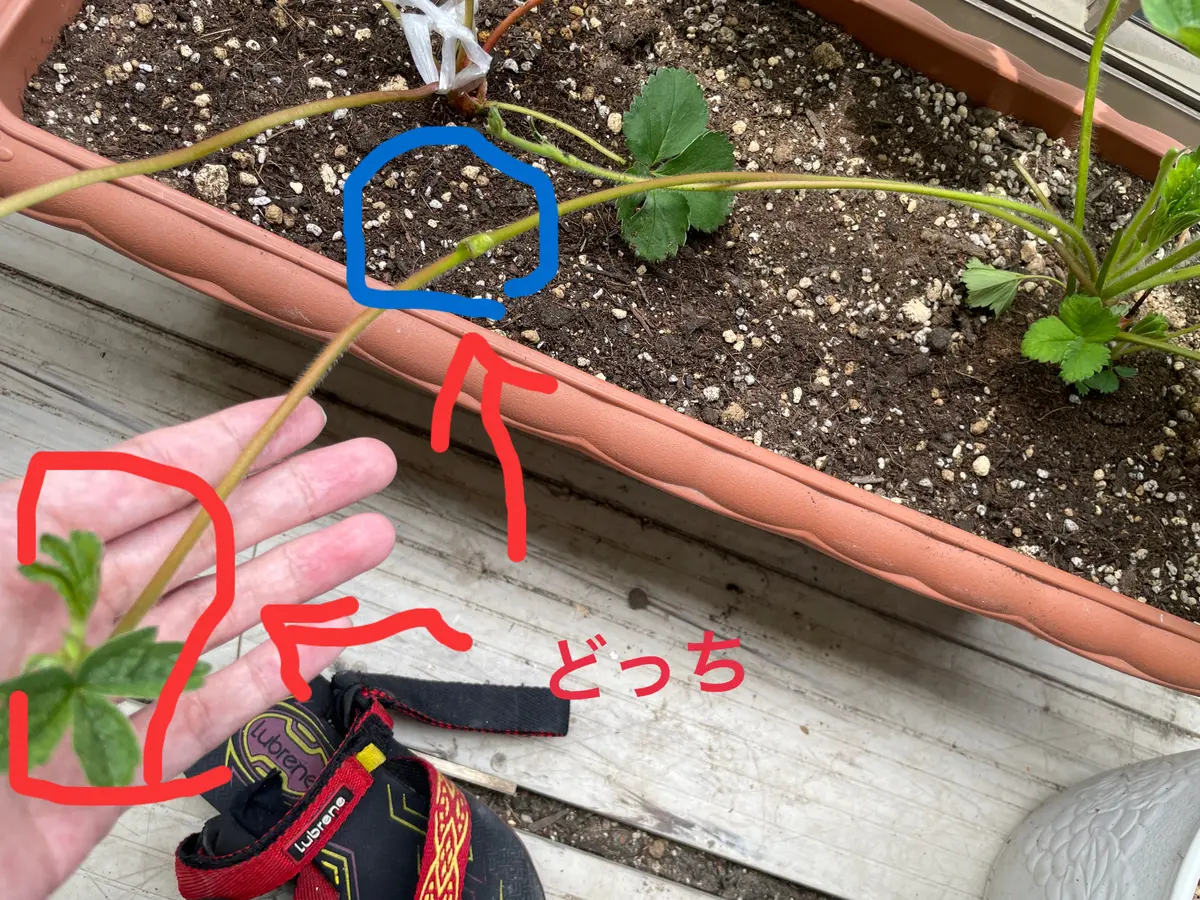 いちごのランナーについてお聞きしたいです。いま、家庭菜園で