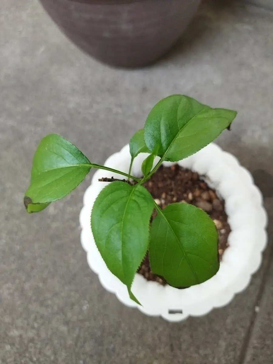 なんの植物なのかを教えてほしいのとなぜ葉っぱの縁のあたりが