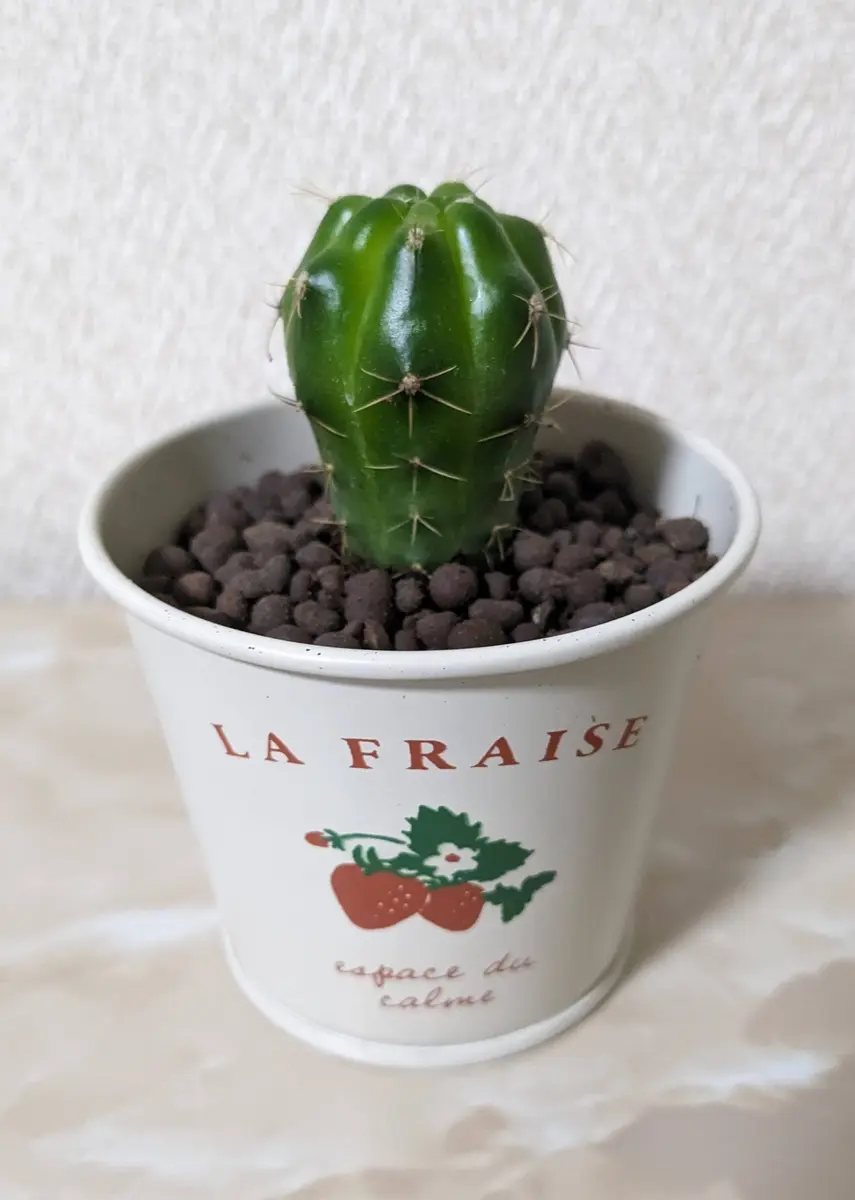 このサボテンの名前は、天守閣であってますか?｜園芸相談Q＆A