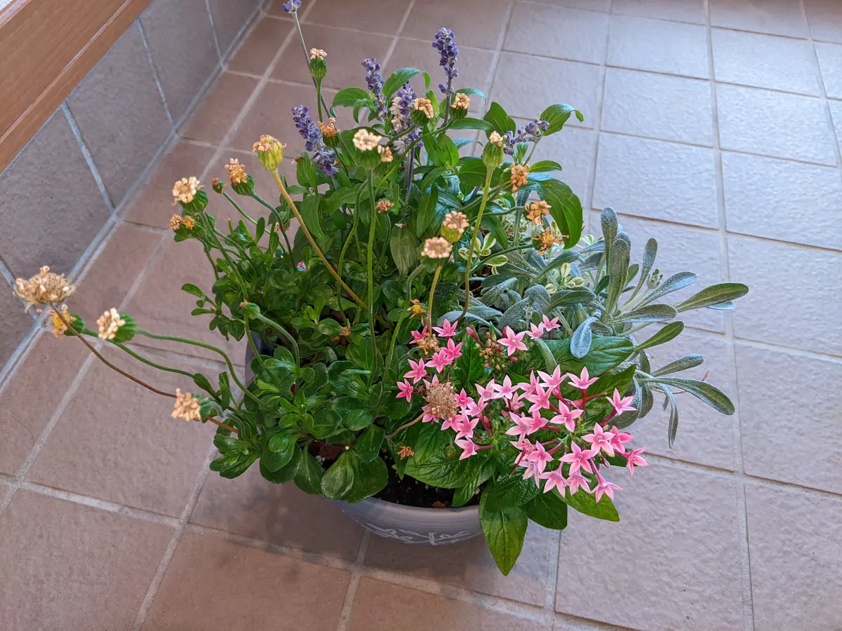 本日ホームセンターで半額になった寄せ植えを購入したのですが