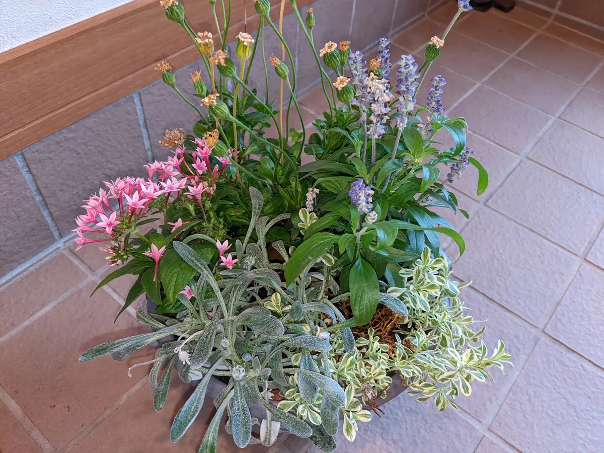 本日ホームセンターで半額になった寄せ植えを購入したのですが