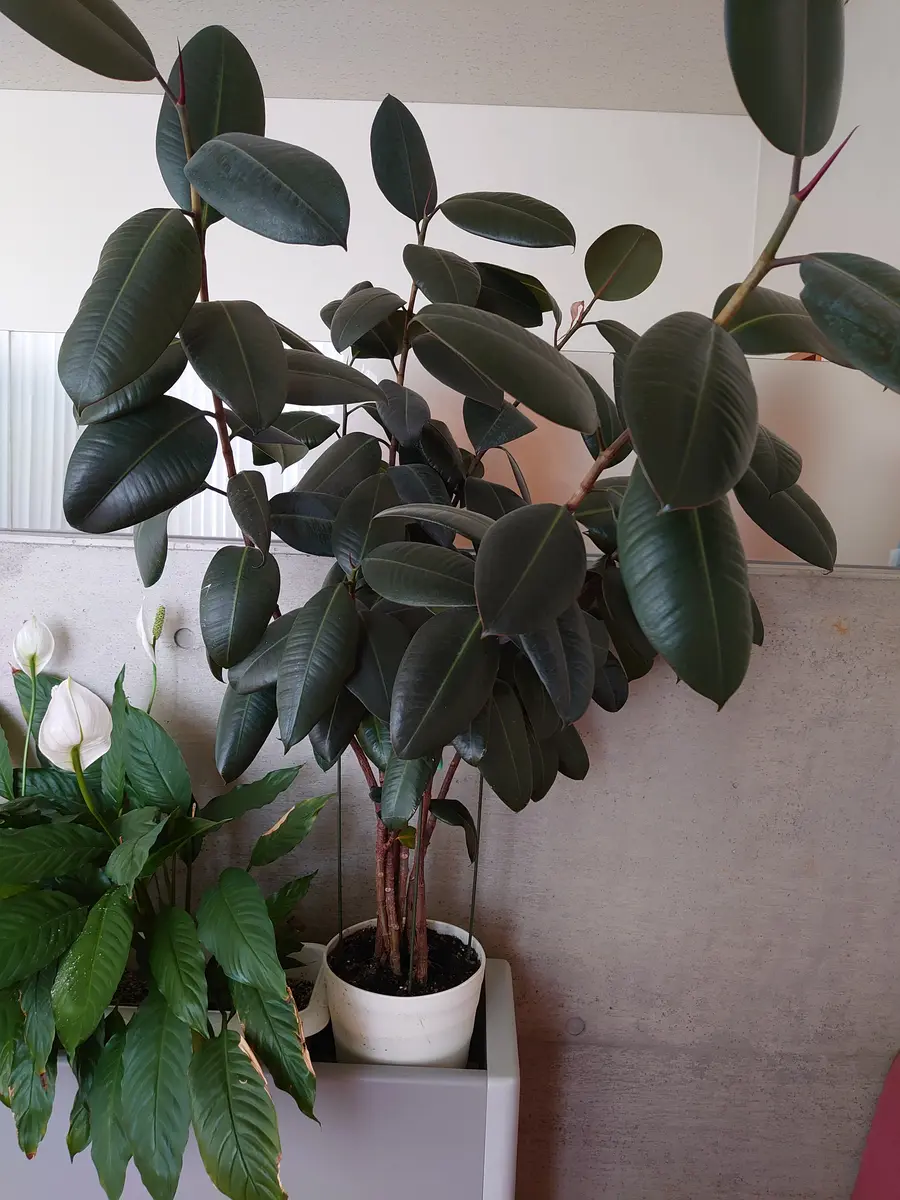 ゴムの木の植え替えについて教えて下さい。10数年前に挿し木の