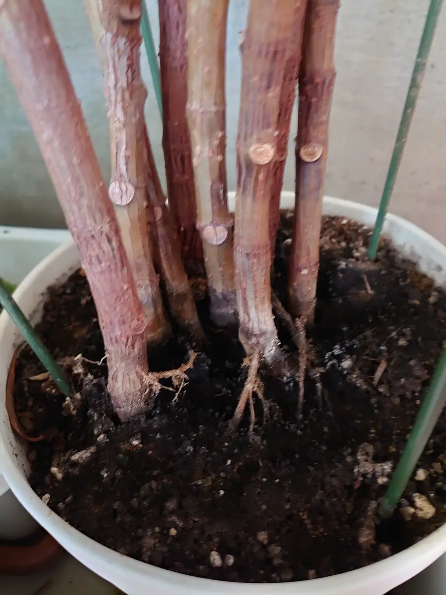 ゴムの木の植え替えについて教えて下さい。10数年前に挿し木の