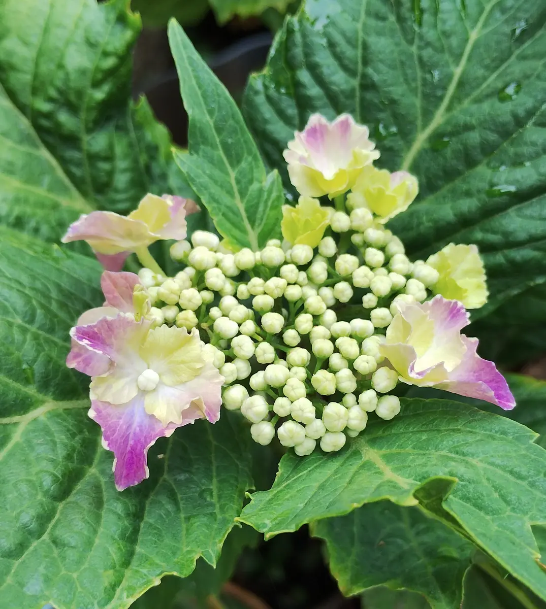 アジサイなのですが 本来の色は青なのに今年もピンクなのです｜園芸