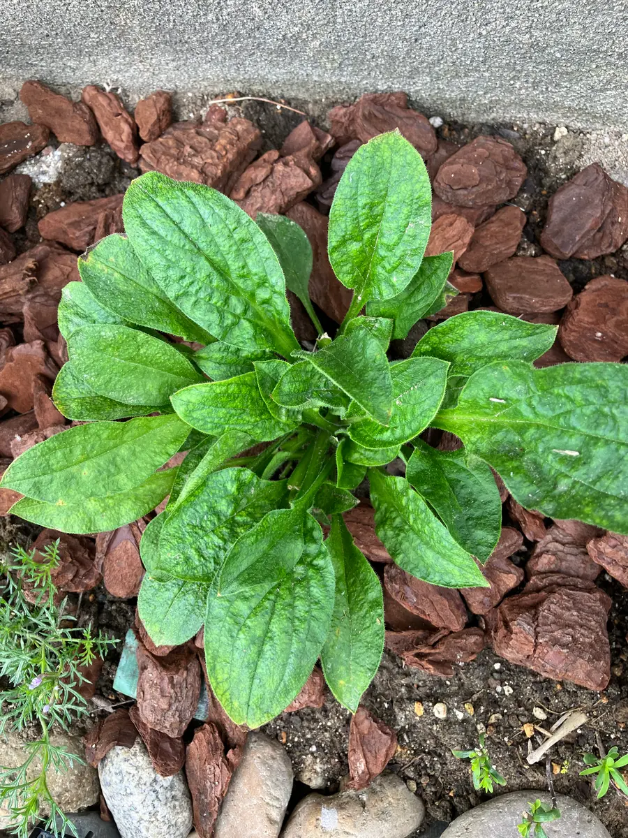 最近、手に入れたシレネファイヤーフライの苗です。初めて育て...｜園芸相談Q＆A｜みんなの趣味の園芸