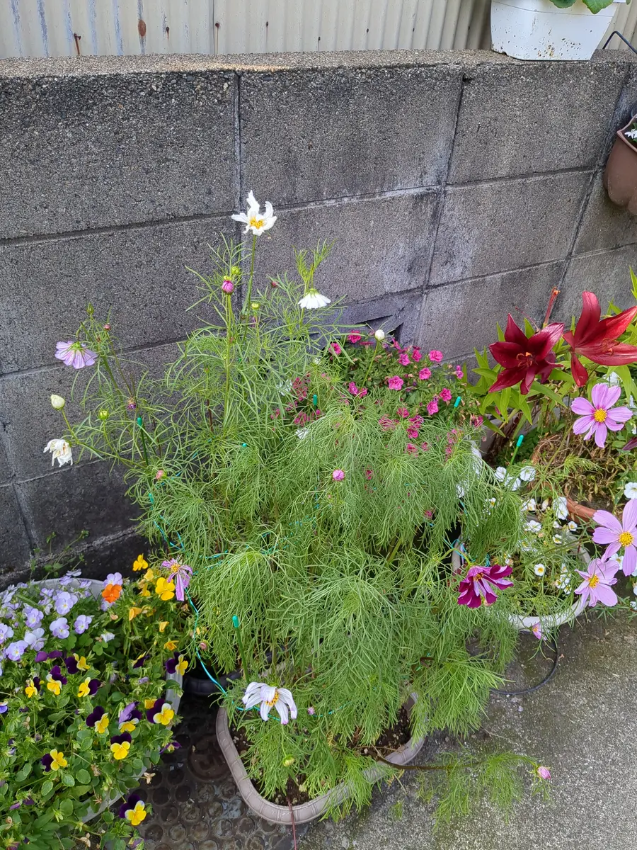 コスモスについて教えて下さい。花が咲いてしばらくすると、花