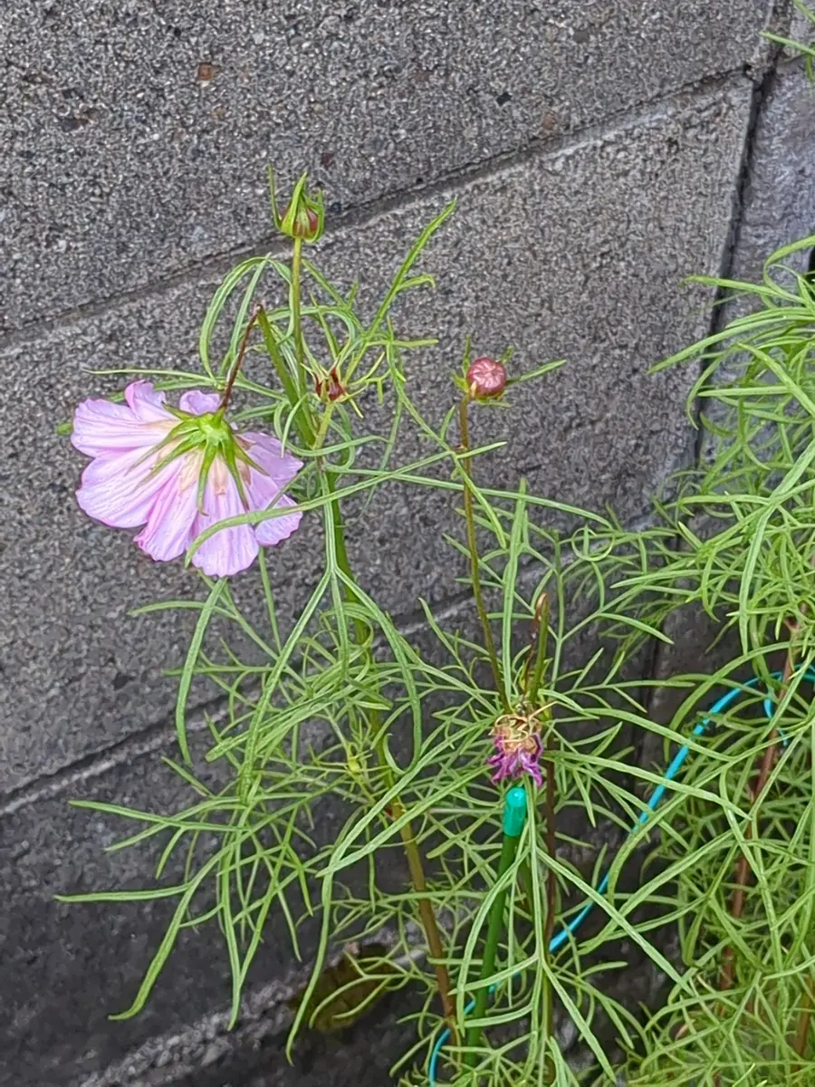 コスモスについて教えて下さい。花が咲いてしばらくすると、花