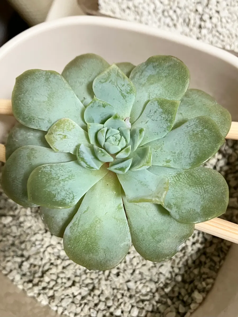 多肉植物初心者です。お世話になります。2ヶ月前に購入したア｜園芸