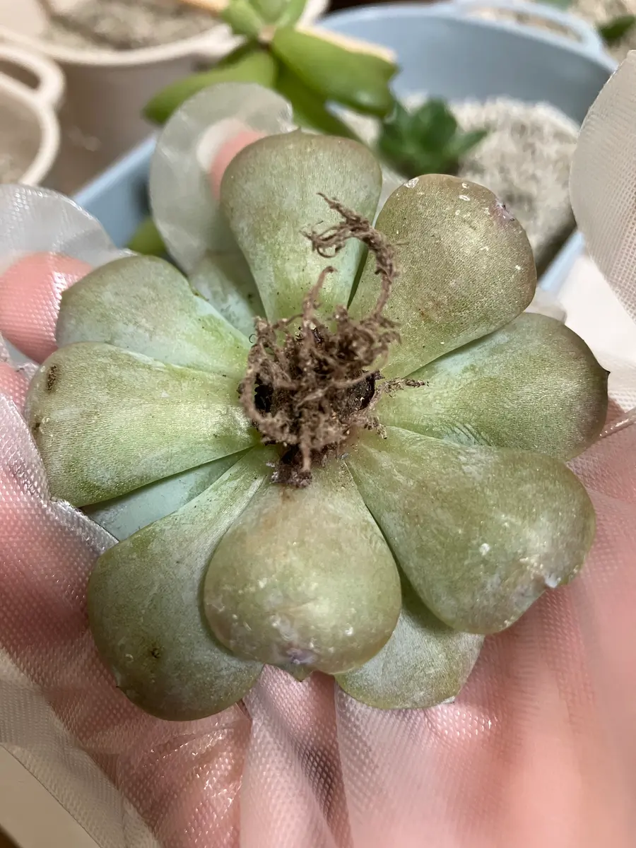 多肉植物初心者です。お世話になります。2ヶ月前に購入したア｜園芸