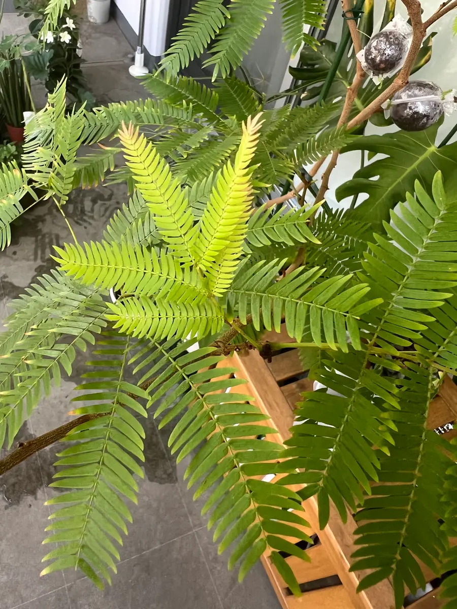 エバフレッシュの新しい葉っぱどんどん小さくなっていきます