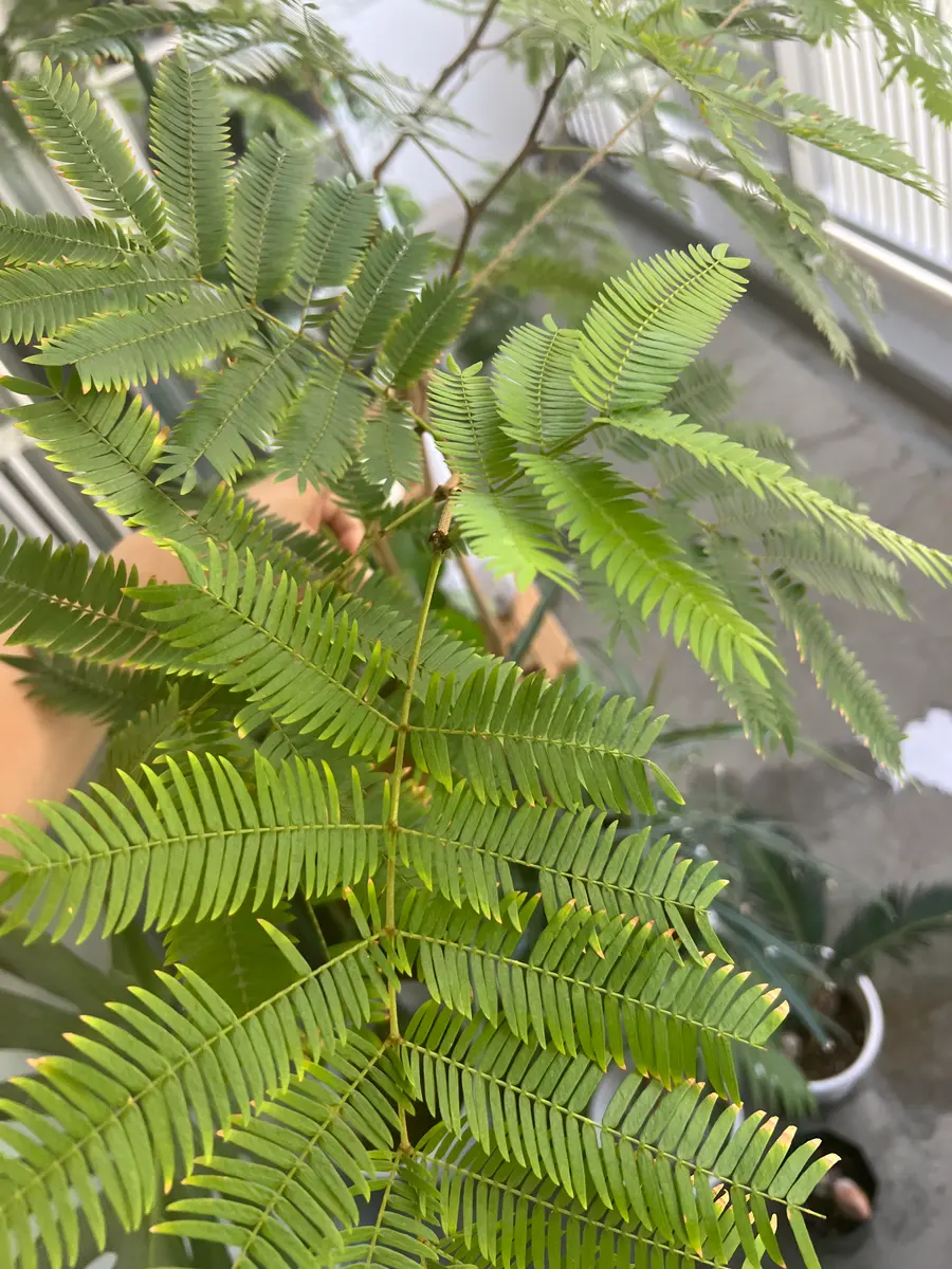 エバフレッシュの新しい葉っぱどんどん小さくなっていきます