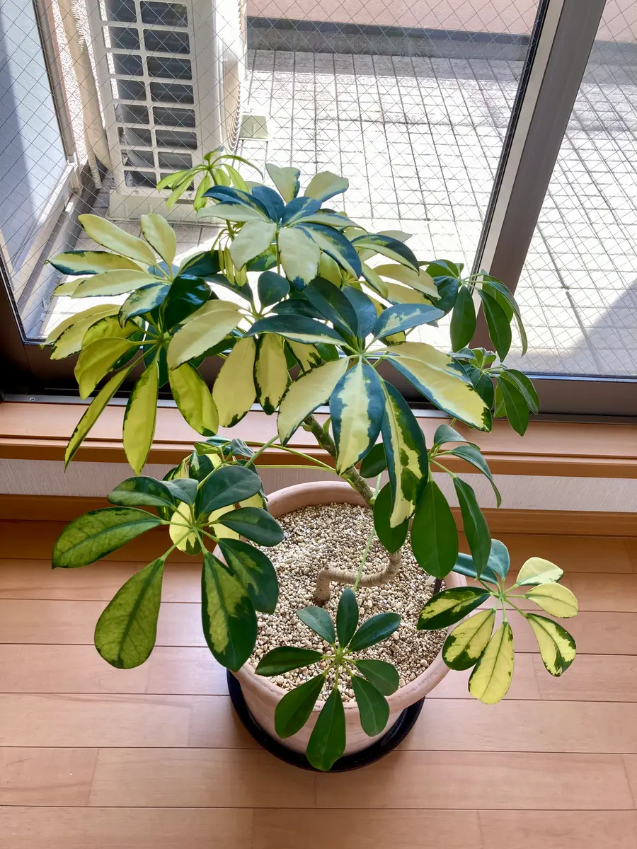 観葉植物　ヤドリフカノキ　シェフレラ　宮古島　取りに来られる方のみ 観葉植物 ヤドリフカノキ シェフレラ 宮古島 取りに来られる方