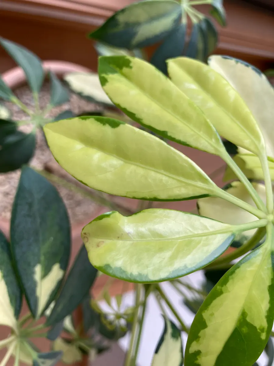 観葉植物 ヤドリフカノキ シェフレラ 宮古島 取りに来られる方のみ