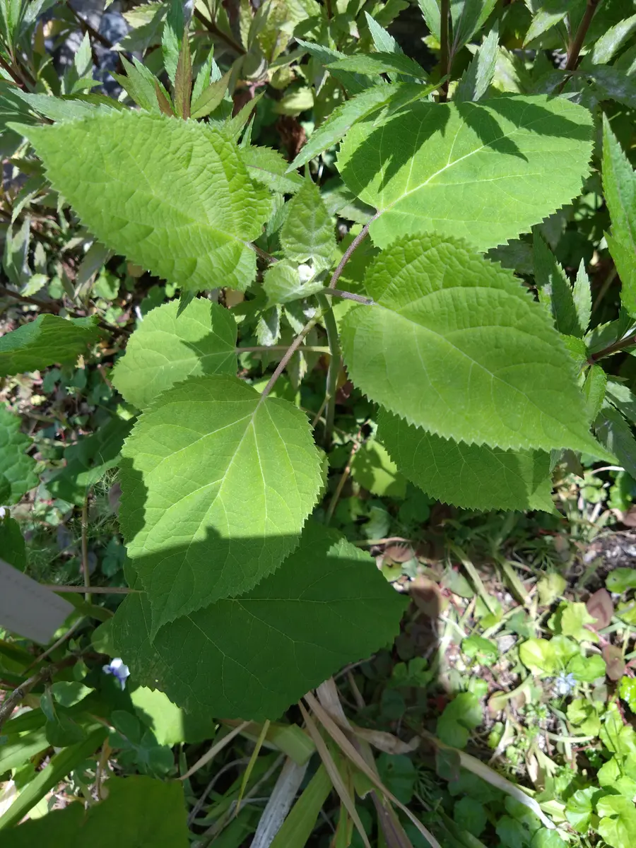 アナベルの横に生えているのですが、アナベルとは葉っぱの形が