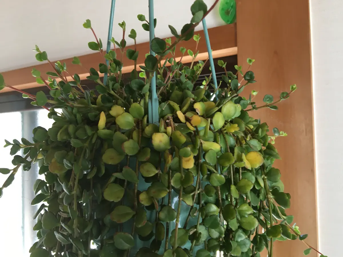 ☘観葉植物☘カランコエ フィフィ①【ディスキディア ペペロミア エスキナンサス】