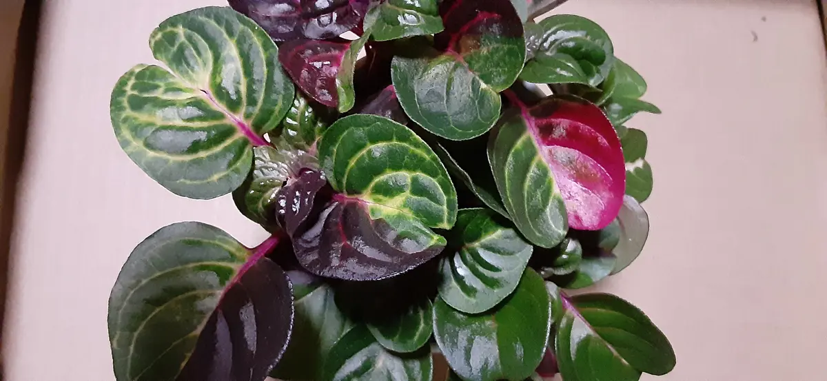 きょう、ホームセンターでみつけました。しかも、多肉植物のコ