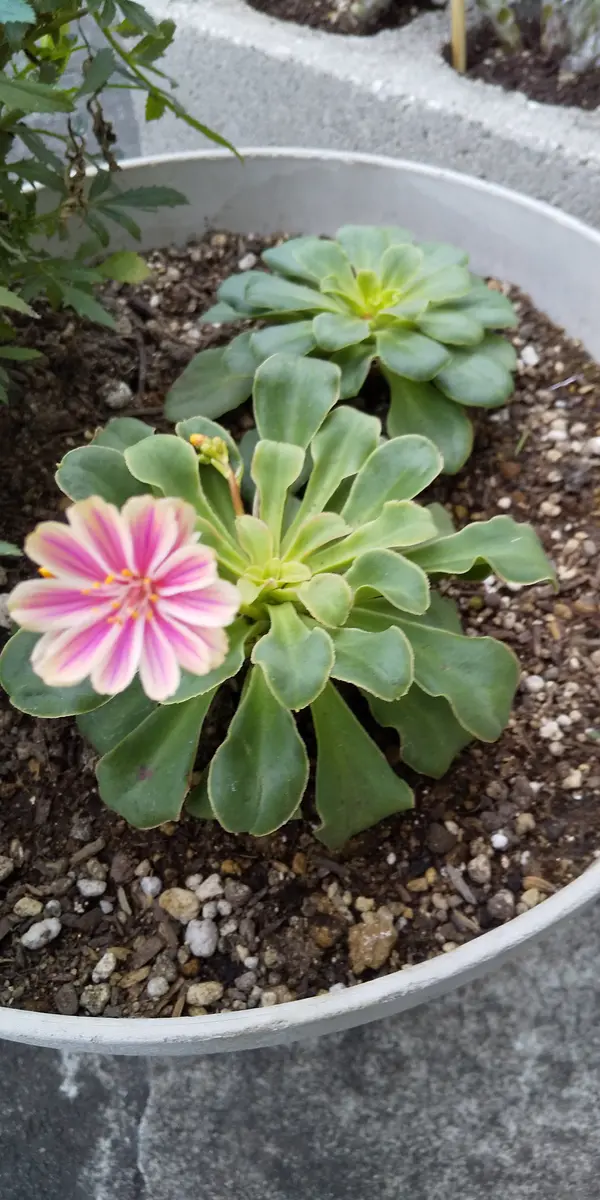 100年に1度咲く花、、、、Agave 苗木 spirit of SEDONA: ＊視＊