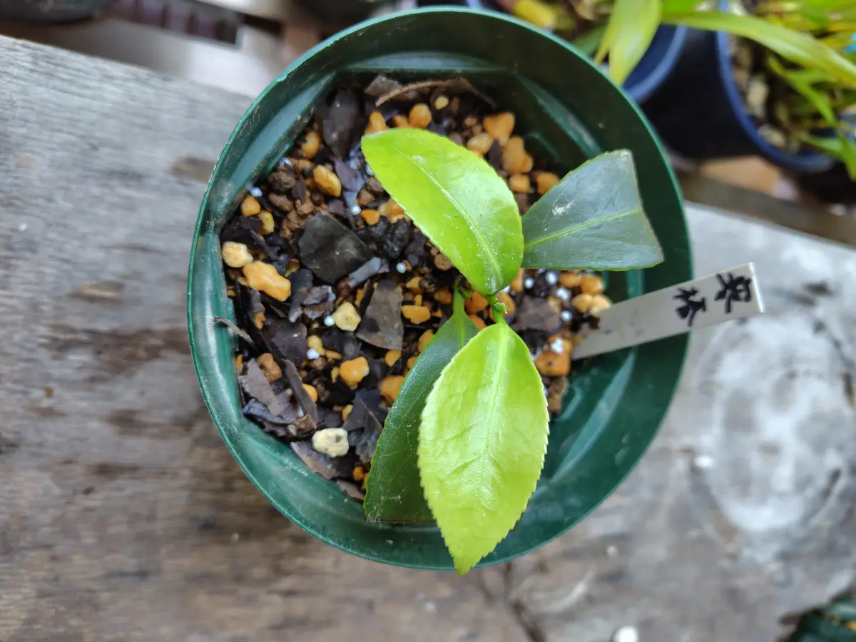 胡蝶侘助と寒椿を挿し木しました。寒椿は新芽(葉)が2枚程出て｜園芸