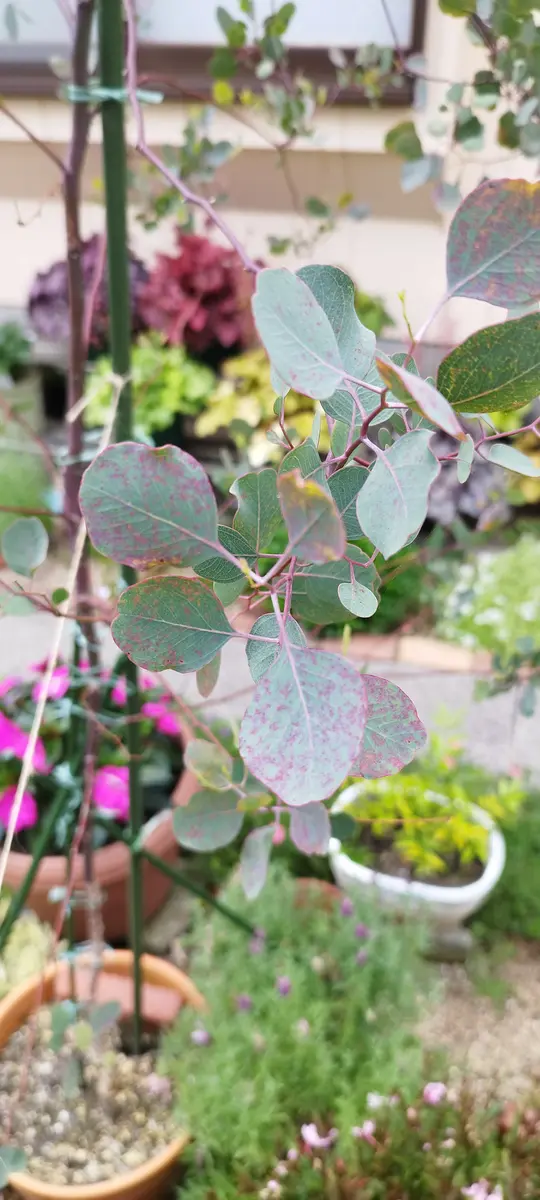 昨年植えたポポラスなんですが、葉が写真のように赤い斑点がた