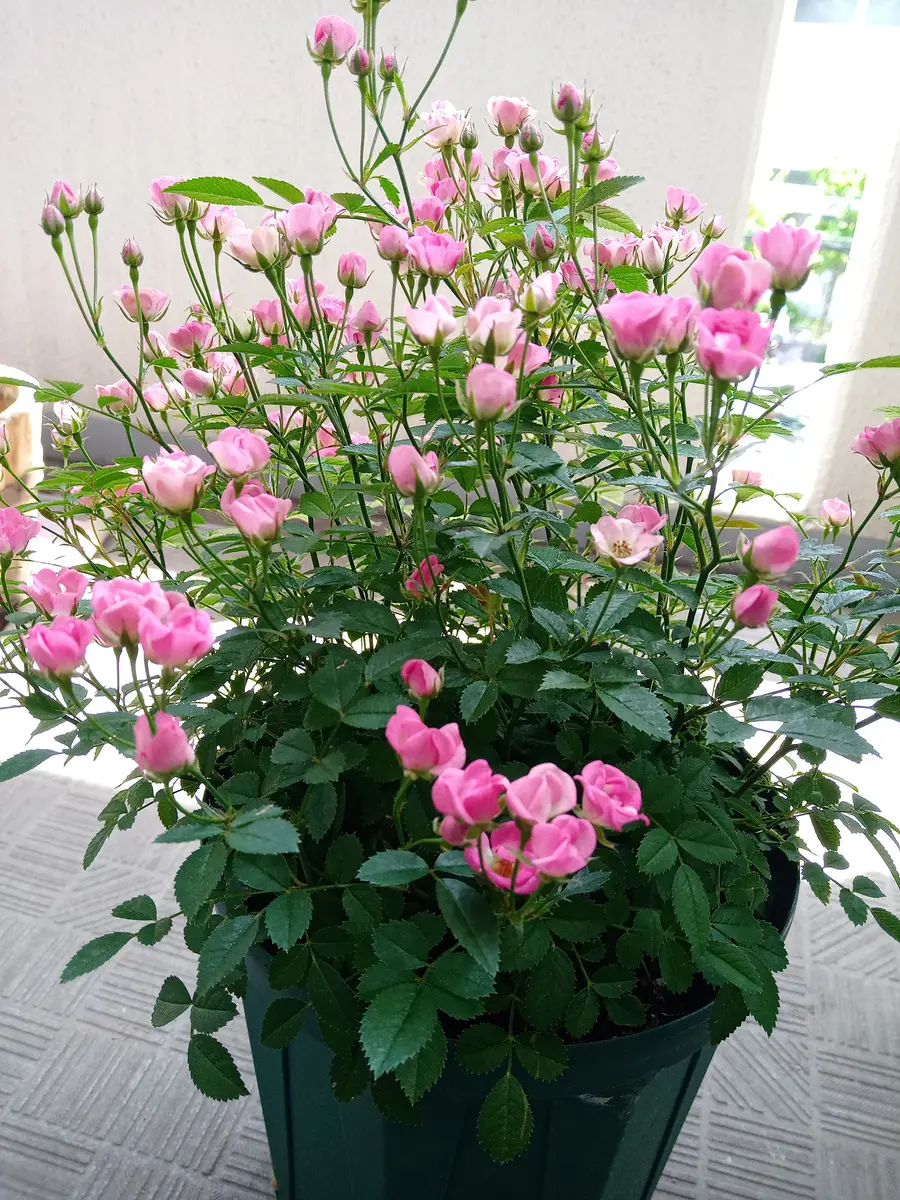 マイクロミニバラ　ワンダーファイブ そだレポ「ワンダーファイブ」の1年＜育て方・育ちかた＞ | バラと