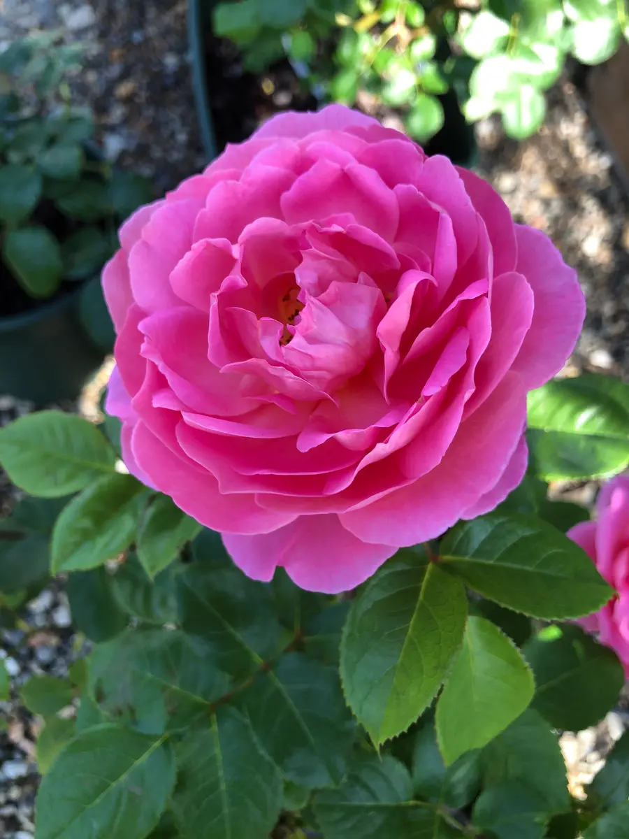 薔薇に詳しい方お願いします。どちらも義母から譲られた薔薇な