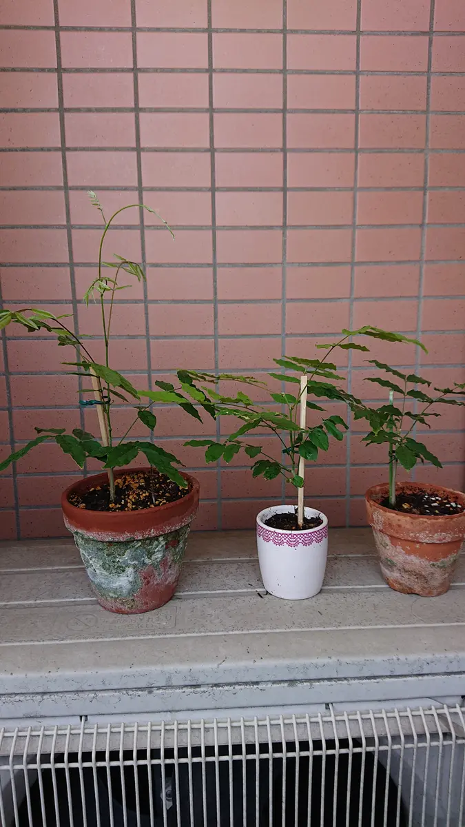 今年、種から育てた藤がこんなこんなに大きくなりました。これ