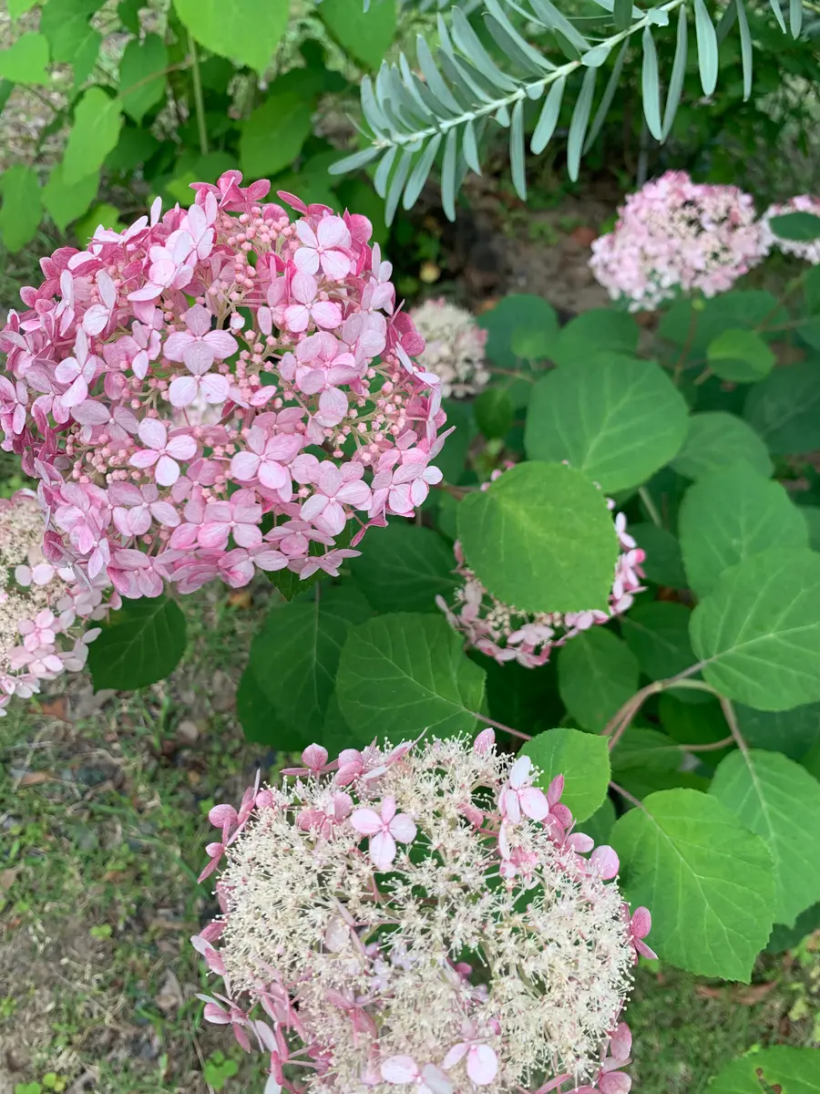 蕾沢山】ピンクのアナベル2 アメリカ紫陽花 蕾沢山】ピンクのアナベル2