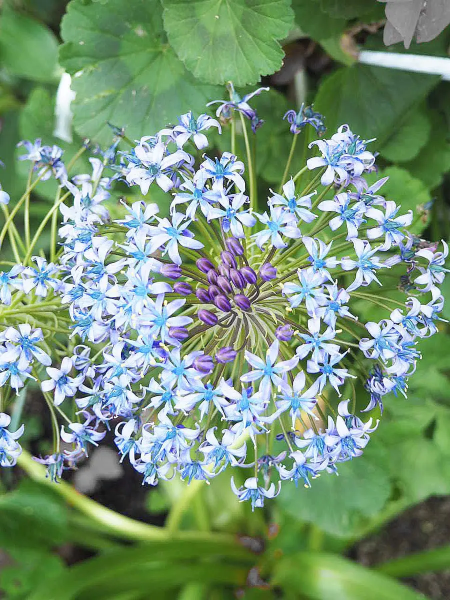 シラー・ペルビアナを毎年植えています。花は咲きます。しかし