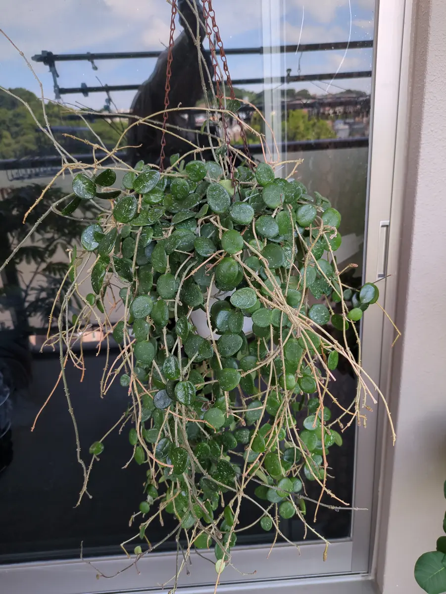 ホヤ　マチルダ　植え木鉢ごと ホヤ マチルダ 植え木鉢ごと （ホヤの成長が悪くて悩んでいます