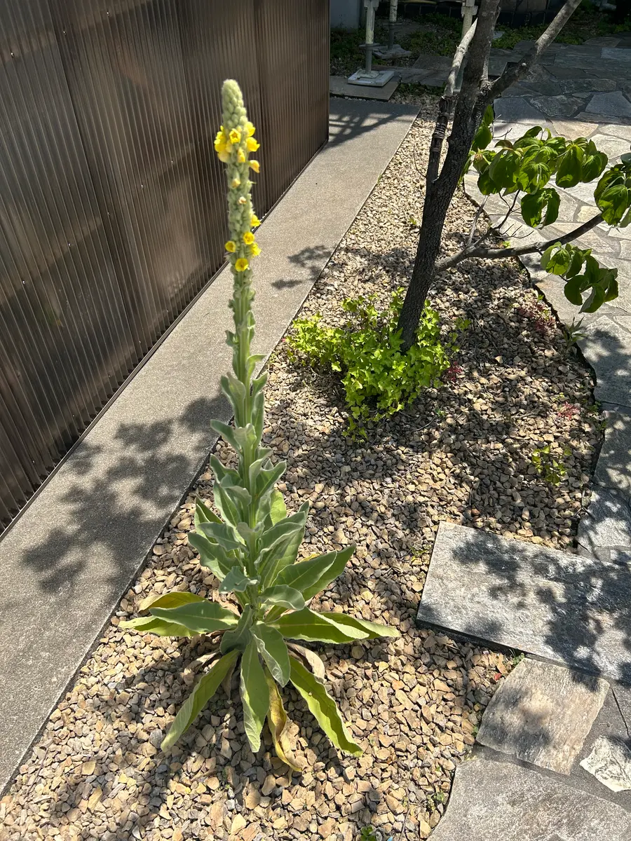 庭に生えてきた植物です。去年葉っぱだけだったのが、2年目に｜園芸