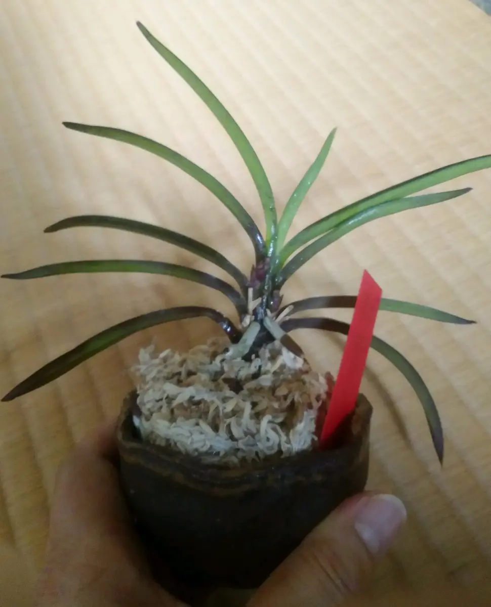 富貴蘭「紅簪」です。陶器の小鉢に、水苔で、軽く受け付けてあ