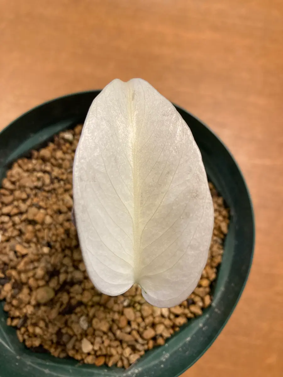 モンステラデリシオーサの斑入りについて質問です。茎伏せ、｜園芸