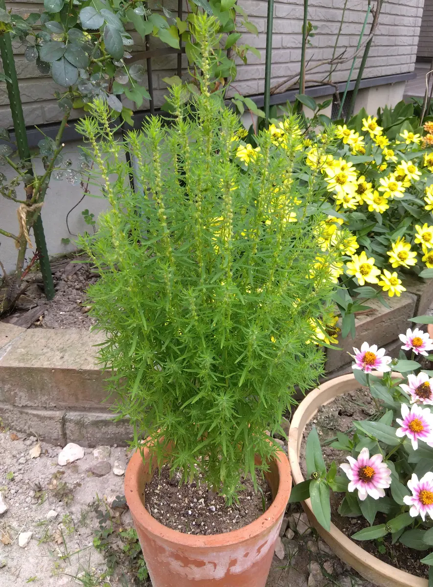 ホームセンターで売っていたコキアは、モコモコですが、我が家