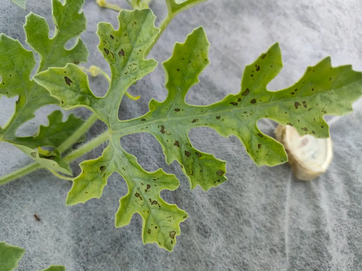 ピノガールという種類の小玉スイカを植え、子づるが80cmぐら｜園芸