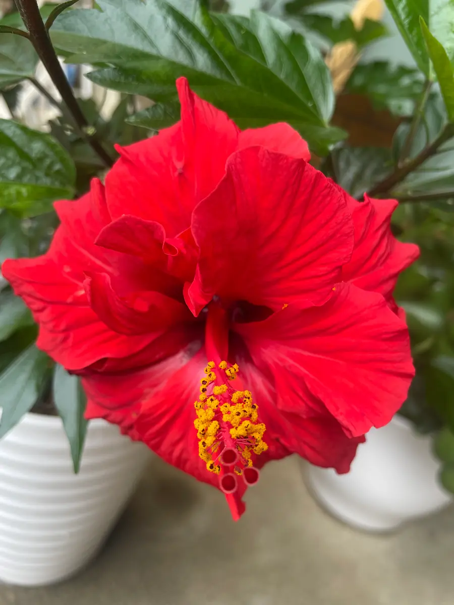 一昨年購入したハイビスカスです。購入時と昨年は6つの花が集ま